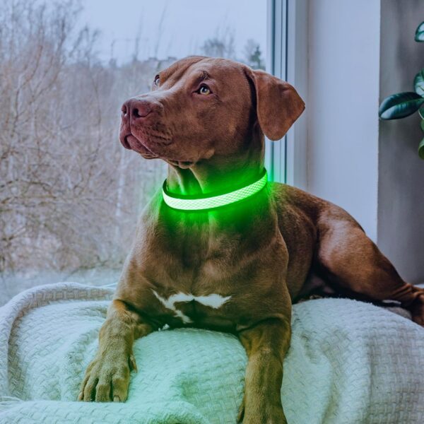 LED Safety Collar – Light Up Your Dog’s Life (Literally)