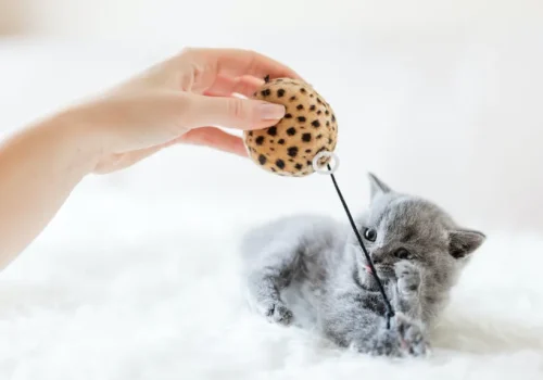 product-thumb-13_optimized